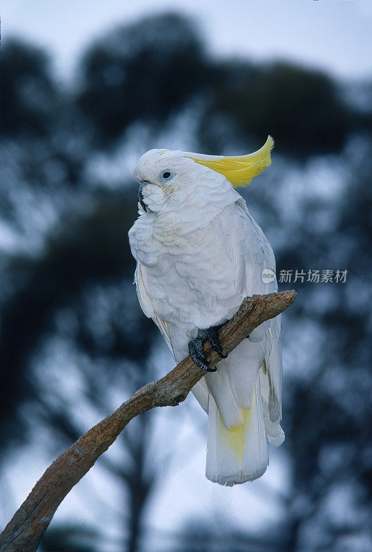 硫冠凤头鹦鹉(caatua galerita)是一种相对较大的白色凤头鹦鹉，发现于澳大利亚，新几内亚和印度尼西亚的一些岛屿的树木栖息地。鹦形目。澳大利亚。